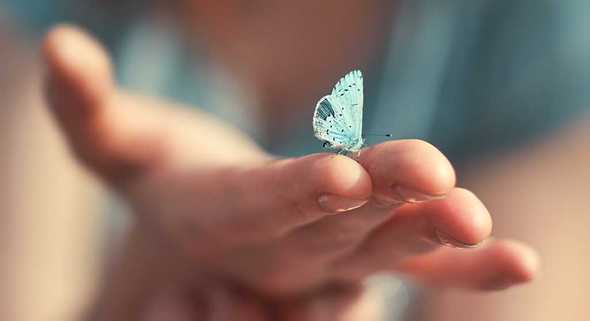 fragile butterfly